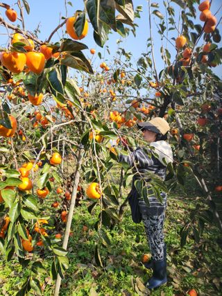 키다리님의 감 · 영농일지 작성글 사진