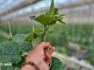 늘햇살팜 님의 기타작물 · 영농일지 작성글 사진