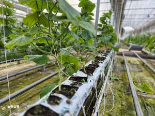 늘햇살팜 님의 기타작물 · 영농일지 작성글 사진