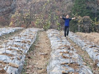 텃밭농사초보님의 기타작물 · 영농일지 작성글 사진