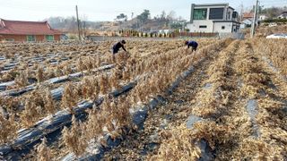 이기은님의 콩 · 영농일지 작성글 사진