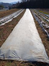 팜모닝 마늘·영농일지 게시글 이미지