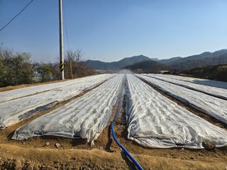 임영규님의 기타작물 · 영농일지 작성글 사진