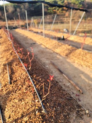 박치문님의 블루베리 · 영농일지 작성글 사진