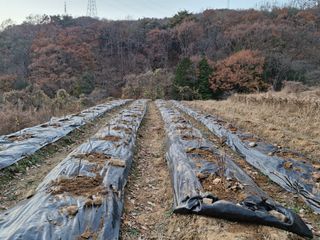 텃밭농사초보님의 기타작물 · 영농일지 작성글 사진