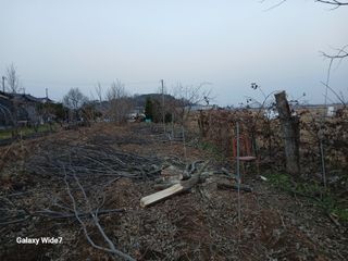바위돌 심재성님의 기타작물 · 영농일지 작성글 사진