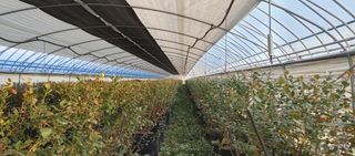 고추22286님의 기타작물 · 영농일지 작성글 사진