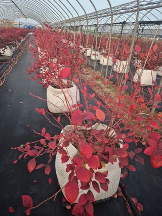 박영희님의 블루베리 · 영농일지 작성글 사진