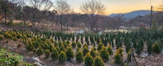 박정수님의 기타작물 · 영농일지 작성글 사진