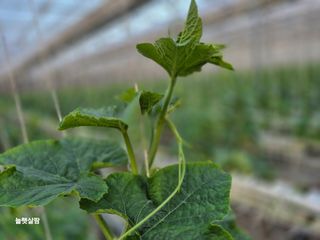 늘햇살팜 님의 기타작물 · 영농일지 작성글 사진