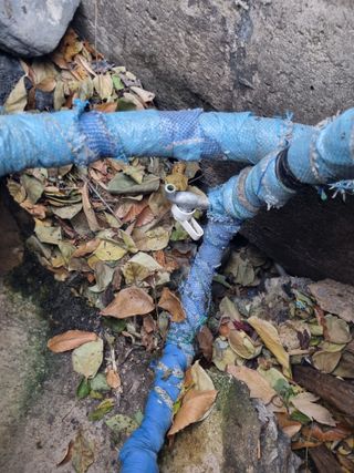 김용대님의 마늘 · 영농일지 작성글 사진