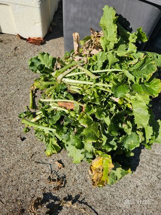 외계인 농부님의 기타작물 · 영농일지 작성글 사진