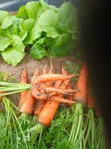 팜모닝 기타작물·영농일지 게시글 이미지