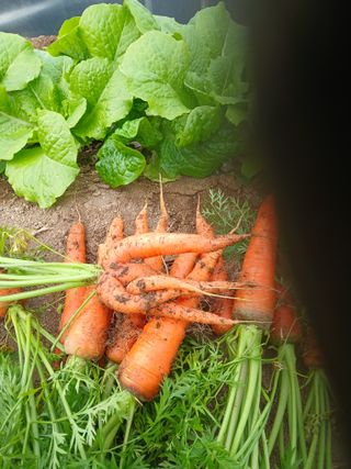 Smy1245678님의 기타작물 · 영농일지 작성글 사진