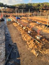 팜모닝 블루베리·영농일지 게시글 이미지