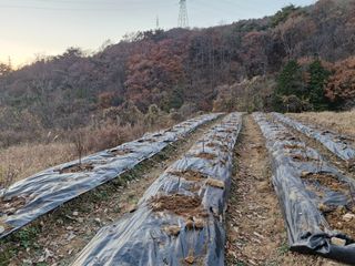 텃밭농사초보님의 기타작물 · 영농일지 작성글 사진