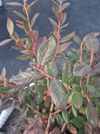 박영희님의 블루베리 · 영농일지 작성글 사진