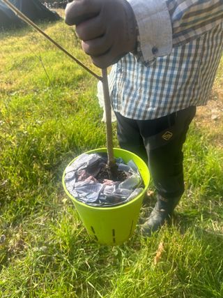 단감대봉시금치당님의 감 · 영농일지 작성글 사진