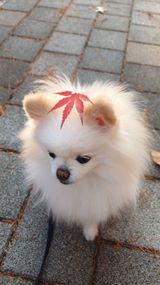 팜모닝 기타작물·영농일지 게시글 이미지