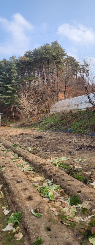 이윤옥님의 기타작물 · 영농일지 작성글 사진