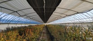 고추22286님의 기타작물 · 영농일지 작성글 사진