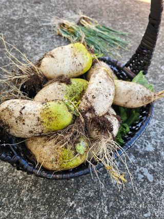 외계인 농부님의 기타작물 · 영농일지 작성글 사진