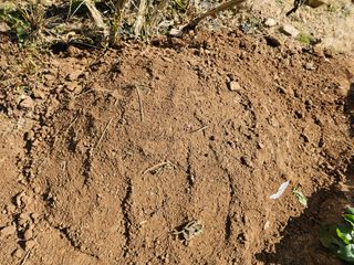 연모 자연의행복님의 기타작물 · 영농일지 작성글 사진