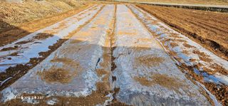 장용선 사진작가농부님의 마늘 · 영농일지 작성글 사진