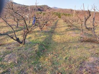 상추20832님의 기타작물 · 영농일지 작성글 사진