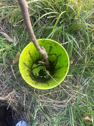 단감대봉시금치당님의 감 · 영농일지 작성글 사진