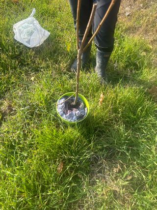 단감대봉시금치당님의 감 · 영농일지 작성글 사진