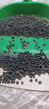 팜모닝 기타작물·영농일지 게시글 이미지