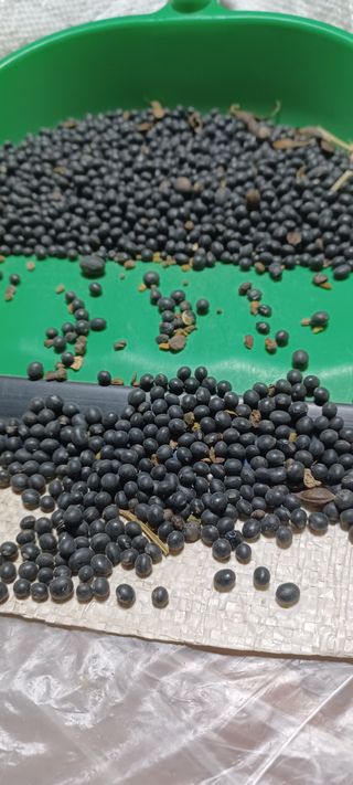 김감자님의 기타작물 · 영농일지 작성글 사진