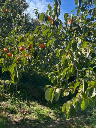 단감대봉시금치당님의 감 · 영농일지 작성글 사진