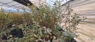 고추22286님의 기타작물 · 영농일지 작성글 사진