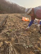 팜모닝 기타작물·영농일지 게시글 이미지