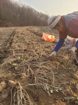 이름유순옥님의 기타작물 · 영농일지 작성글 사진