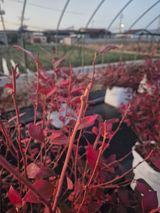 팜모닝 블루베리·영농일지 게시글 이미지