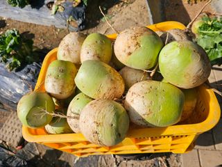 연모 자연의행복님의 기타작물 · 영농일지 작성글 사진