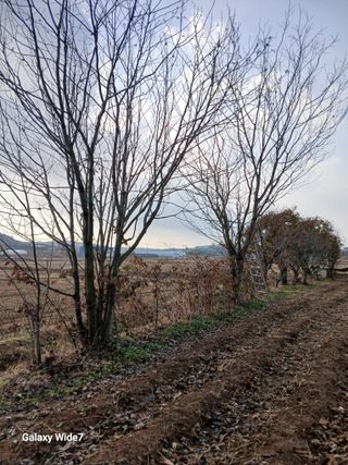 바위돌 심재성님의 기타작물 · 영농일지 작성글 사진
