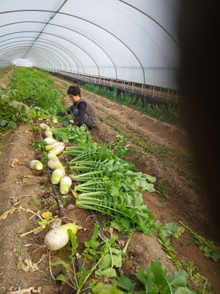 Smy1245678님의 기타작물 · 영농일지 작성글 사진