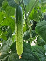 태이린팜님의 작성글 사진