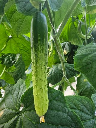 태이린팜님의 오이 · 영농일지 작성글 사진