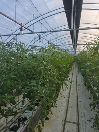 김호진님의 토마토 · 영농일지 작성글 사진