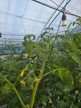 팜모닝 토마토·영농일지 게시글 이미지