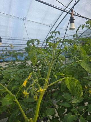 김호진님의 토마토 · 영농일지 작성글 사진