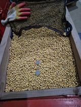 팜모닝 콩·영농일지 게시글 이미지