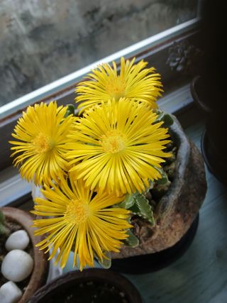 Smy1245678님의 기타작물 · 영농일지 작성글 사진