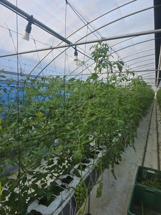 김호진님의 토마토 · 영농일지 작성글 사진