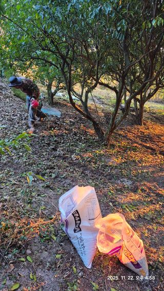 콩19996ㆍ혜자님의 기타작물 · 영농일지 작성글 사진